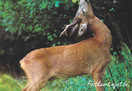 Jos-Pé Print-13a
